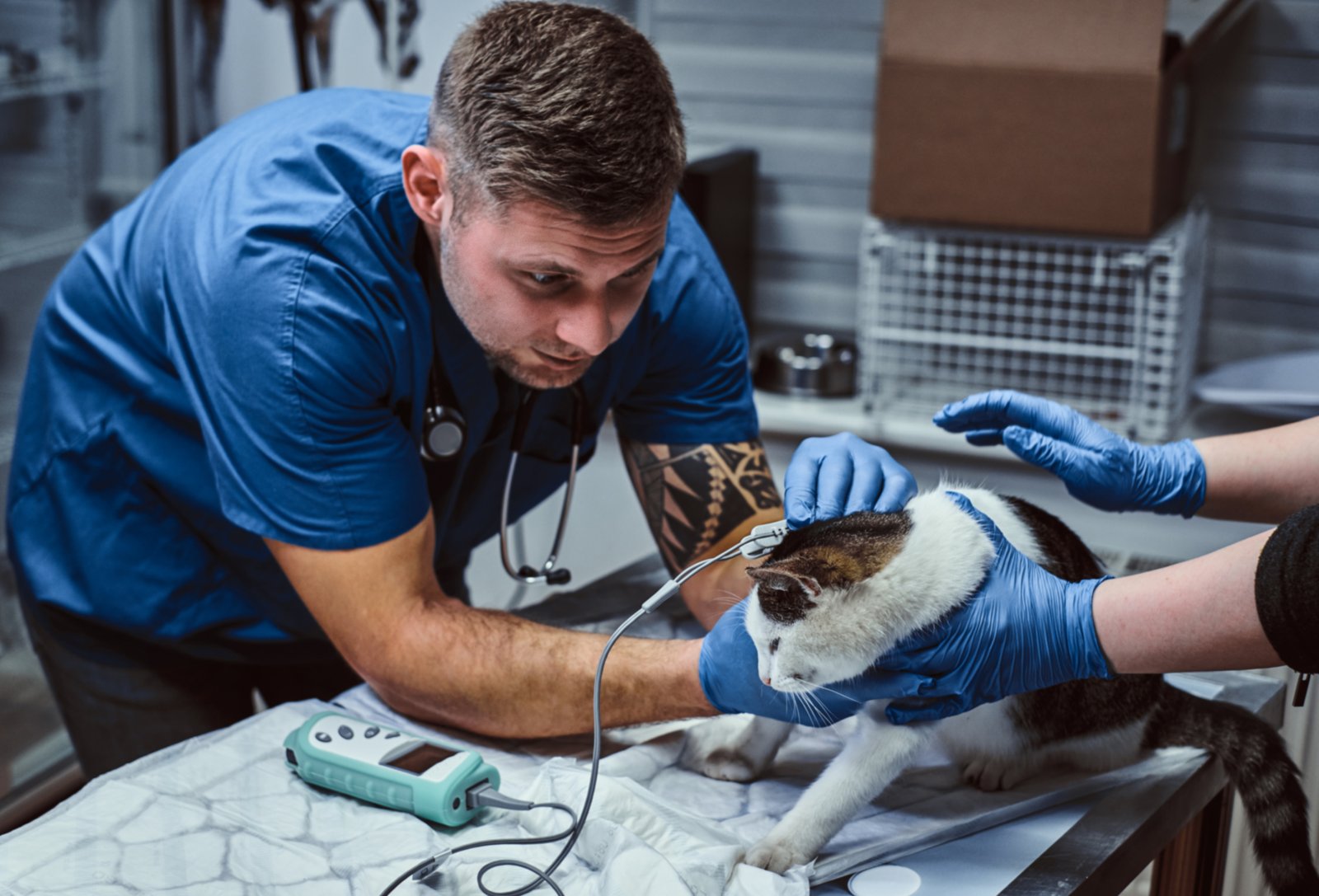 cute cat on a medical examination at a veterinary 2023 11 27 05 00 40 utc