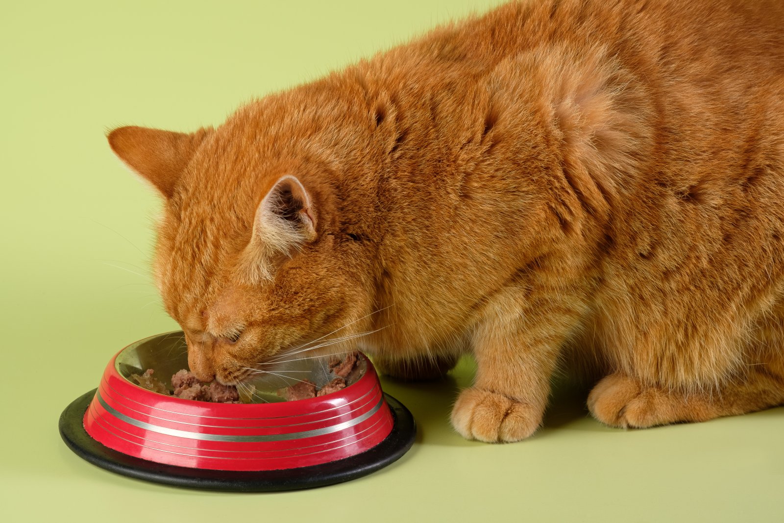 ginger cat eating canned cat food from red cat bow 2024 10 18 05 53 28 utc