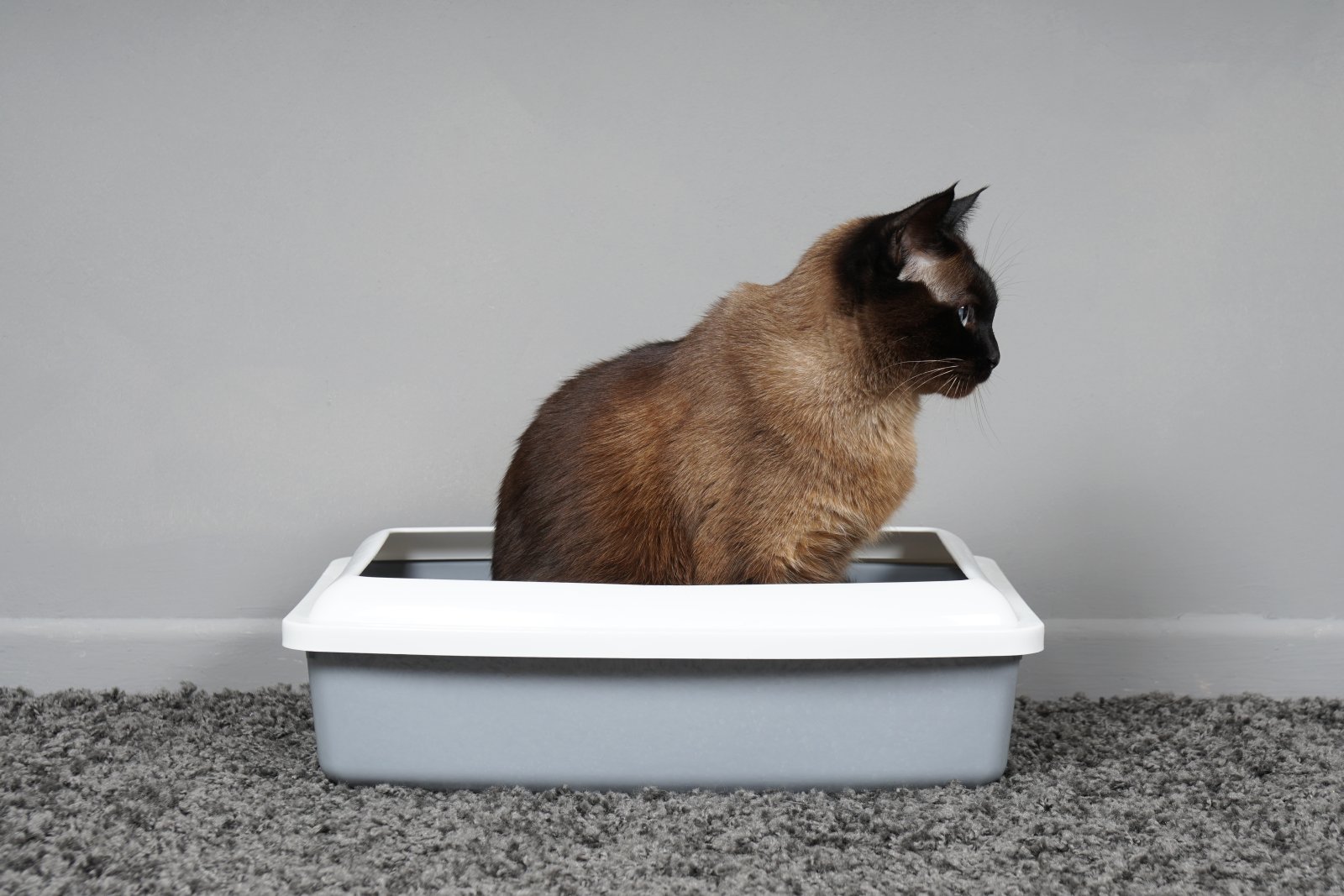 house trained cat using kitty litter box 2023 11 27 05 01 56 utc