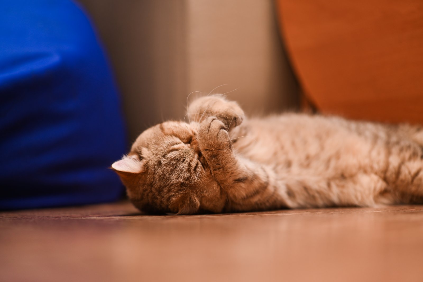 Jak pomóc kotu w adaptacji do nowego domu? 6 Jak pomóc kotu w adaptacji do nowego domu?