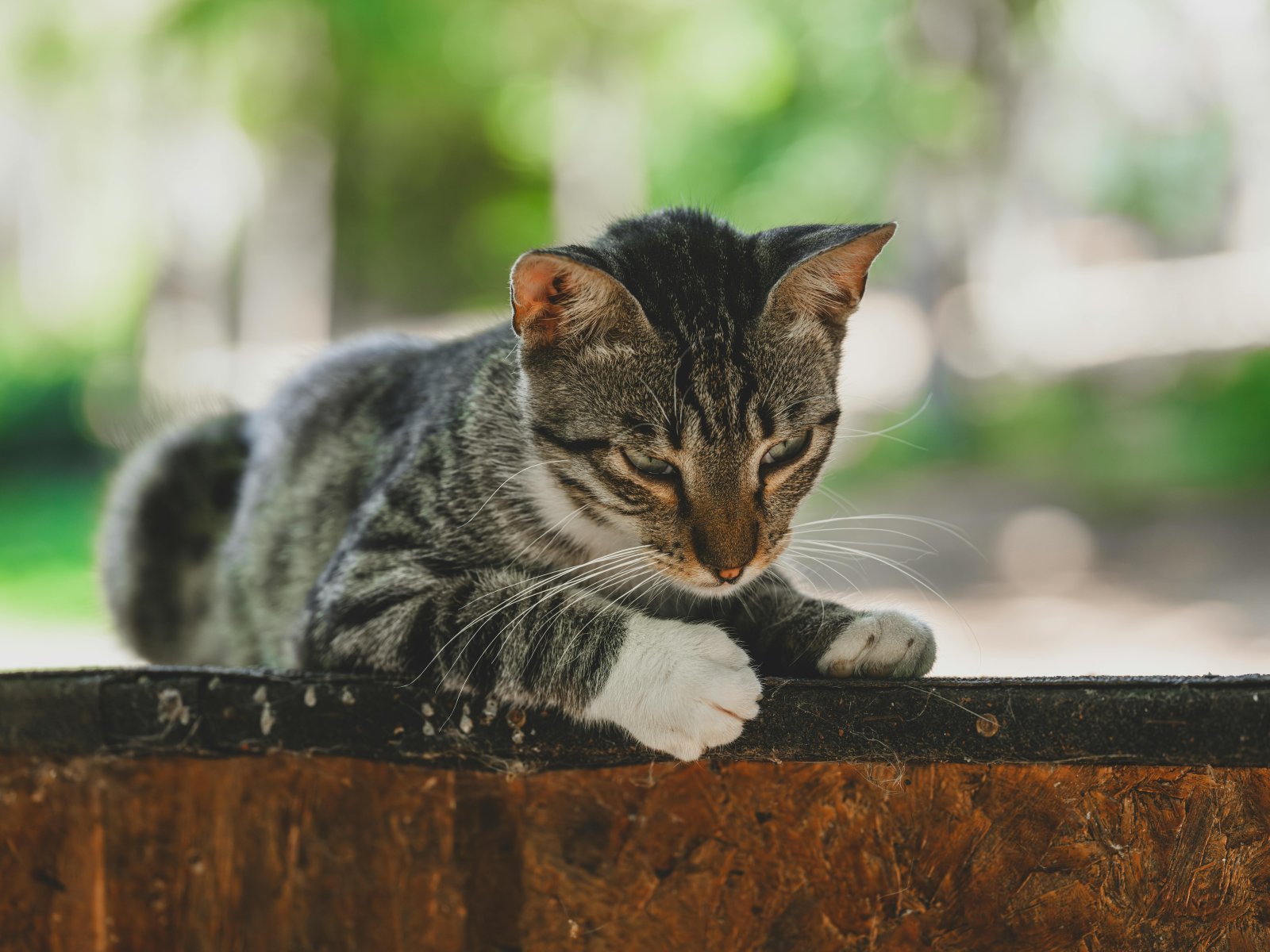 Kot a samotność – jak zapewnić towarzystwo pod nieobecność opiekuna 4 Kot a samotność – jak zapewnić towarzystwo pod nieobecność opiekuna