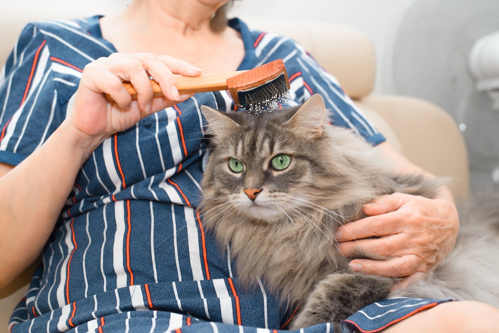 senior woman combing a fur gray cat indoors clos 2025 03 15 02 39 41 utc