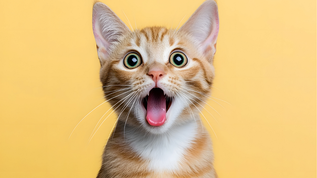 1767172509 wp68d2abcb344122.16082030